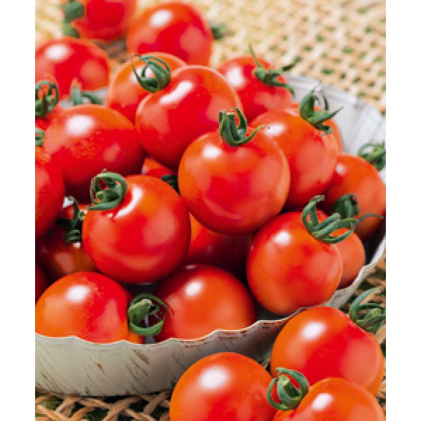 画像5: 送料無料　[トマト/ミニトマト]　千果99　12粒　タキイ種苗(株)　DF (5)