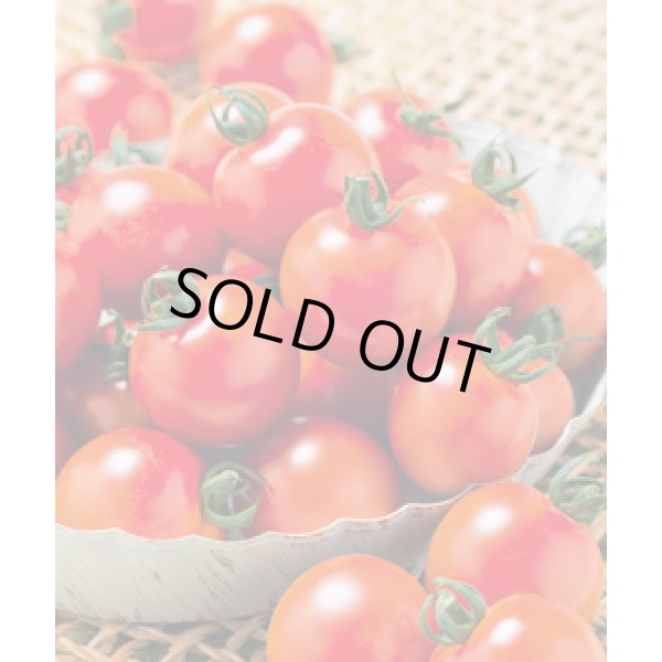 画像5: 送料無料　[トマト/ミニトマト]　千果99　1000粒　タキイ種苗(株) (5)