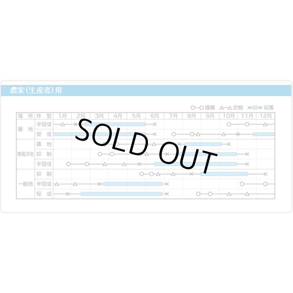 画像6: 送料無料　[ミニトマト]　ピッコラカナリア　8粒　サナテックシード（株） (6)