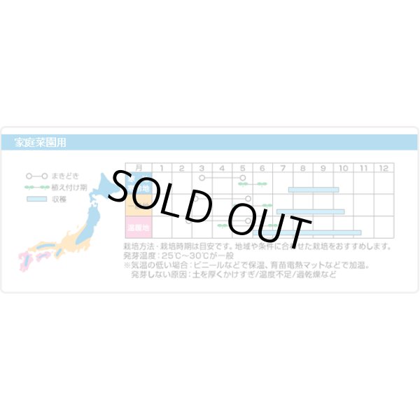 画像9: 送料無料　[ミニトマト]　ロッソナポリタン　8粒　サナテックシード（株） (9)