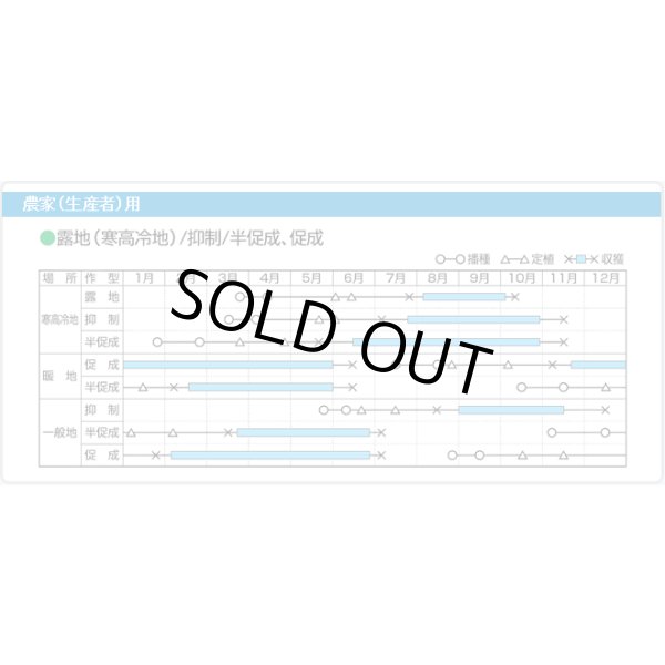 画像8: 送料無料　[ミニトマト]　ロッソナポリタン　8粒　サナテックシード（株） (8)