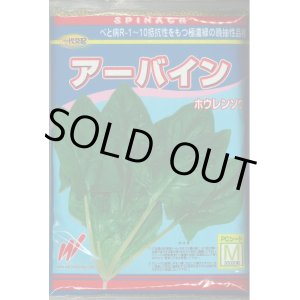 画像: [ほうれんそう]　ほうれんそう  アーバイン　Mサイズ３万粒　渡辺農事（株）