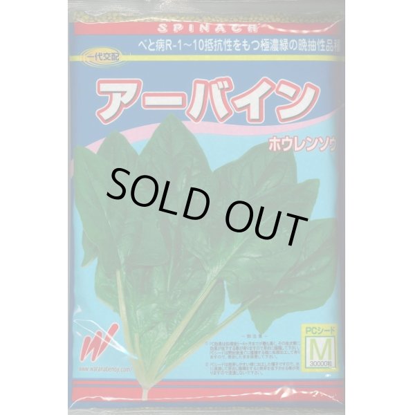 画像1: [ほうれんそう]　ほうれんそう  アーバイン　Mサイズ３万粒　渡辺農事（株） (1)