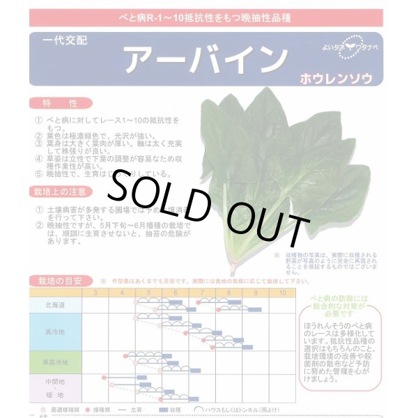 画像3: [ほうれんそう]　ほうれんそう  アーバイン　Mサイズ３万粒　渡辺農事（株） (3)