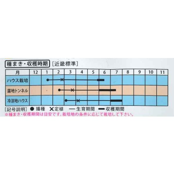 画像4: 送料無料　[メロン]　ハスキー　7粒　（株）大和農園 (4)