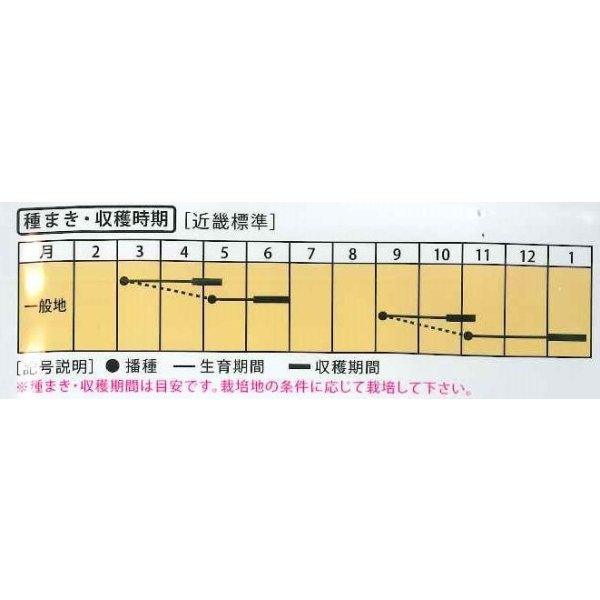 画像4: 送料無料　[大根]　はつかだいこん　あかゆきちゃん　5ml　（株）大和農園 (4)