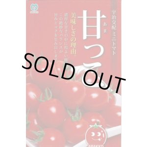 画像: 送料無料　[トマト/ミニトマト]　甘っこ　★500粒　 丸種（株）