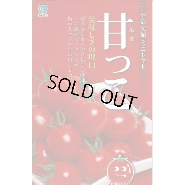 画像1: 送料無料　[トマト/ミニトマト]　甘っこ　★500粒　 丸種（株） (1)