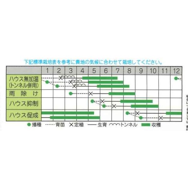 画像2: [トマト/ミニトマト]　甘っこ　20粒　宇治交配 (2)