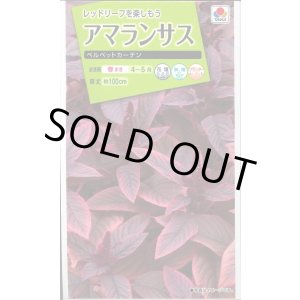 画像: 送料無料　花の種　アマランサス　ベルベットカーテン　小袋　タキイ種苗(株)NL200