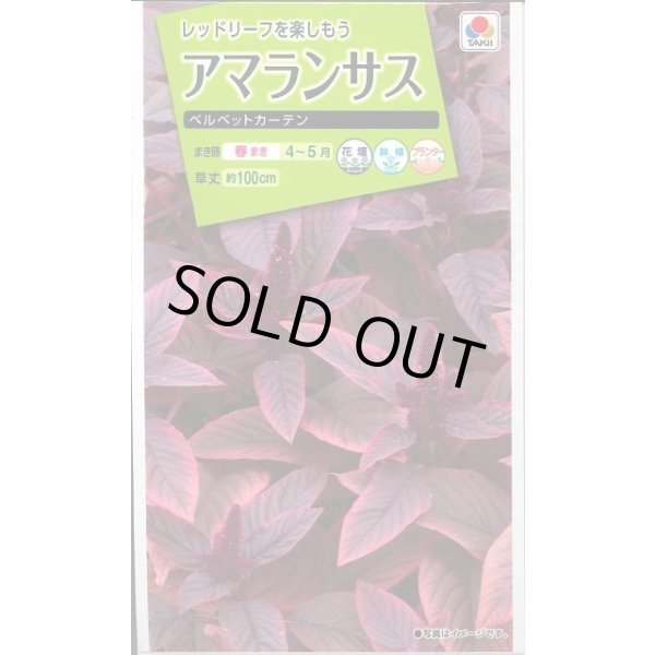 画像1: 送料無料　花の種　アマランサス　ベルベットカーテン　小袋　タキイ種苗(株)NL200 (1)