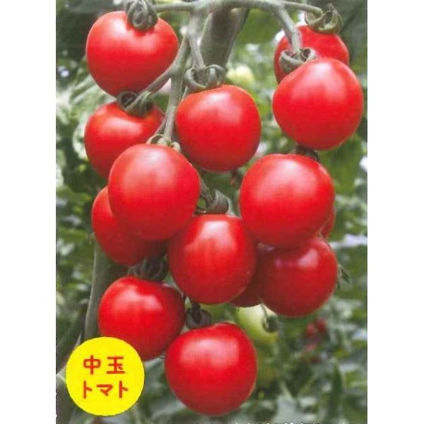 画像1: [トマト/マウロの地中海トマト]　アマルフィの誘惑　100粒 (1)