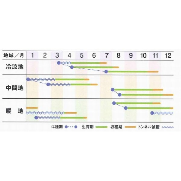 画像2: [シーダー種子]　人参　アロマレッド　 1粒×6cm間隔 (2)