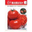 画像3: [トマト/桃太郎系]　送料無料！　送料無料！　ＣＦ桃太郎はるか　1000粒　タキイ種苗（株） (3)