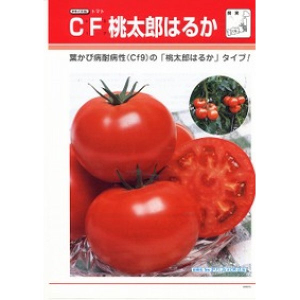 画像3: [トマト/桃太郎系]　送料無料！　送料無料！　ＣＦ桃太郎はるか　1000粒　タキイ種苗（株） (3)