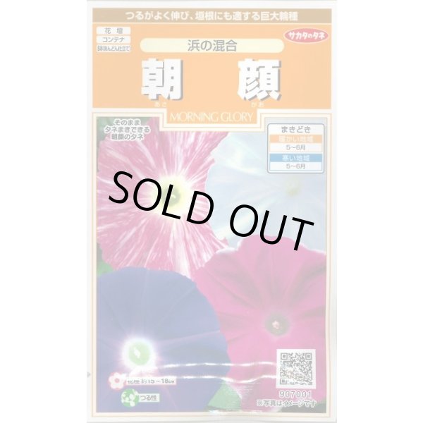 画像1: 花の種 朝顔 浜の混合 約8粒 (株)サカタのタネ 実咲200（026305） (1)