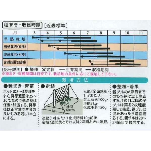 画像2: [キュウリ]　あずま３号　1ｍｌ　大和農園 (2)