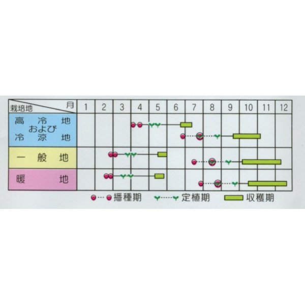 画像3: [シーダー種子]　にんじん　べによし五寸　1粒×6cm間隔 (3)