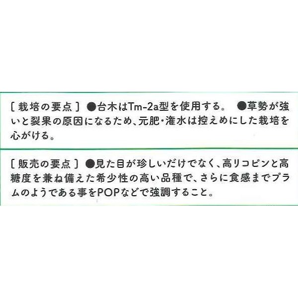 画像3: [トマト/ミニトマト]　ブラッディタイガー　100粒　パイオニアエコサイエ ンス (3)