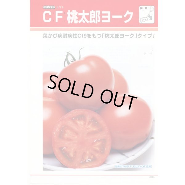 画像3: 送料無料　[トマト/桃太郎系]　CF桃太郎ヨーク　1000粒　貴種(コートしてません)　タキイ種苗(株) (3)