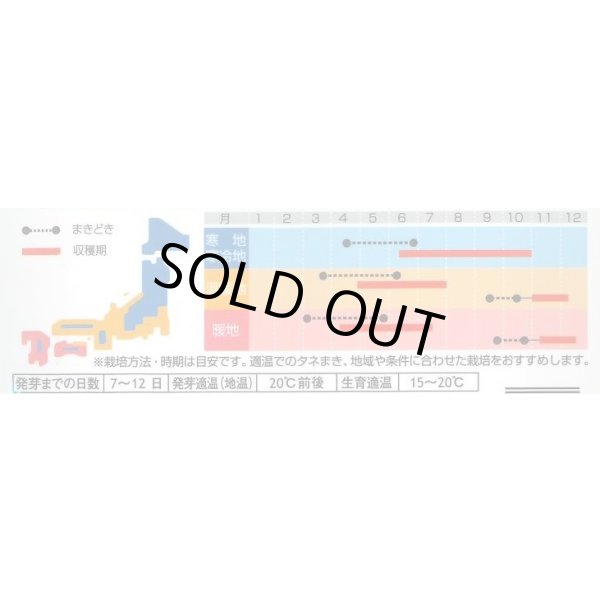 画像3: 送料無料　[ハーブの種]　チャービル(セルフィーユ)　約800粒　(株)サカタのタネ　実咲（003184） (3)
