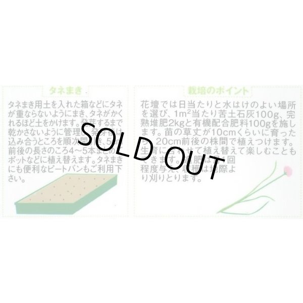 画像2: [ハーブの種] チャイブ 約250粒 (株)サカタのタネ 実咲250(003185) (2)