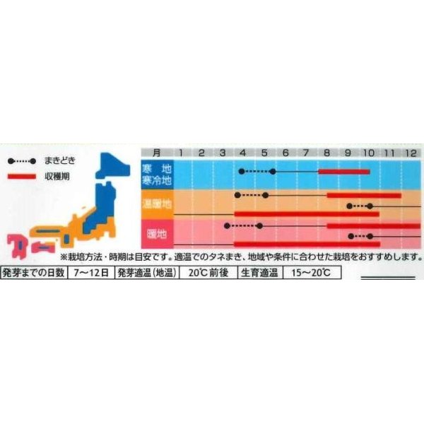 画像3: [ハーブの種]　チャイブ　　約250粒　サカタのタネ　実咲 (3)