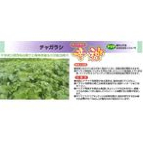 画像3: [緑肥]　チャガラシ　辛神　500g　雪印種苗(株) (3)