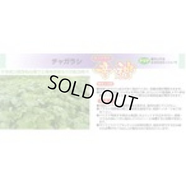 画像3: [緑肥] チャガラシ 辛神 500g 雪印種苗(株) (3)