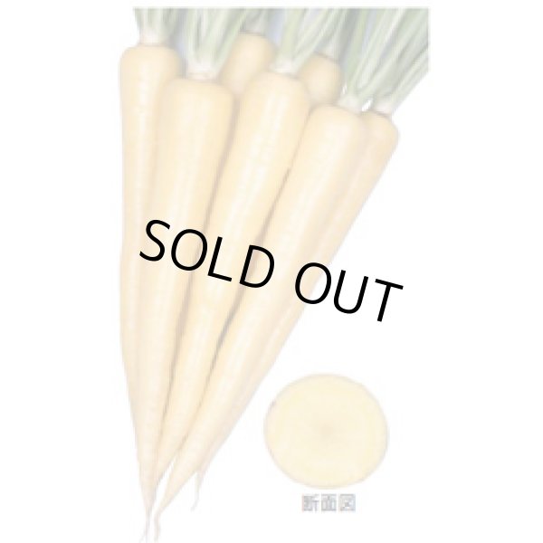 画像3: 送料無料　[人参]　クリームハーモニー　1000粒　丸種(株) (3)