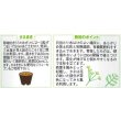 画像2: 送料無料　[ハーブの種]　ディル(イノンド)約700粒　(株)サカタのタネ　実咲（003186） (2)