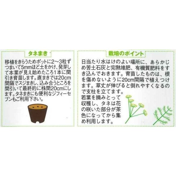 画像2: 送料無料　[ハーブの種]　ディル(イノンド)約700粒　(株)サカタのタネ　実咲（003186） (2)