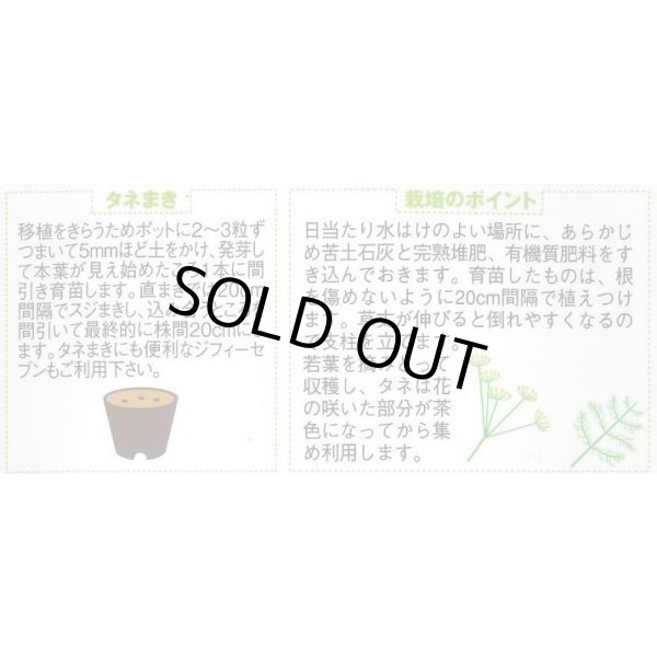 画像2: 送料無料　[ハーブの種]　ディル(イノンド)約700粒　(株)サカタのタネ　実咲（003186） (2)