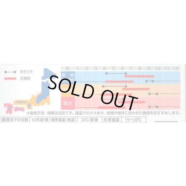 画像3: 送料無料　[ハーブの種]　ディル(イノンド)約700粒　(株)サカタのタネ　実咲（003186） (3)