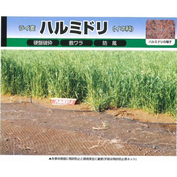 画像4: [緑肥]　ハルミドリ　1kg　カネコ種苗(株) (4)