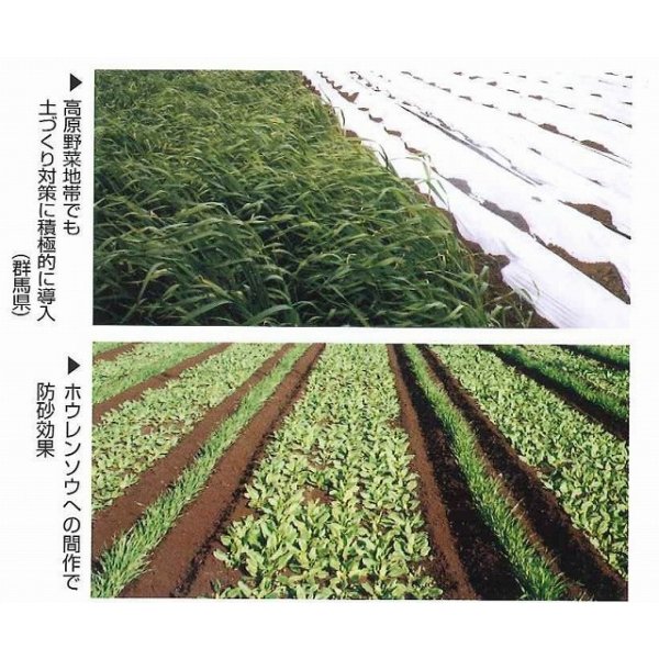 画像3: [緑肥]　ハルミドリ　1kg　カネコ種苗(株) (3)