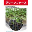 画像2: [台木/トマト用]　送料無料！　グリーンフォース　 1000粒　タキイ種苗（株） (2)