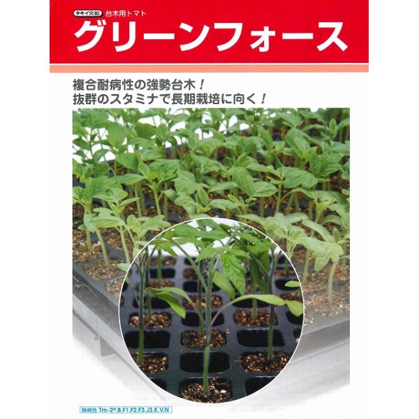 画像2: [台木/トマト用]　送料無料！　グリーンフォース　 1000粒　タキイ種苗（株） (2)