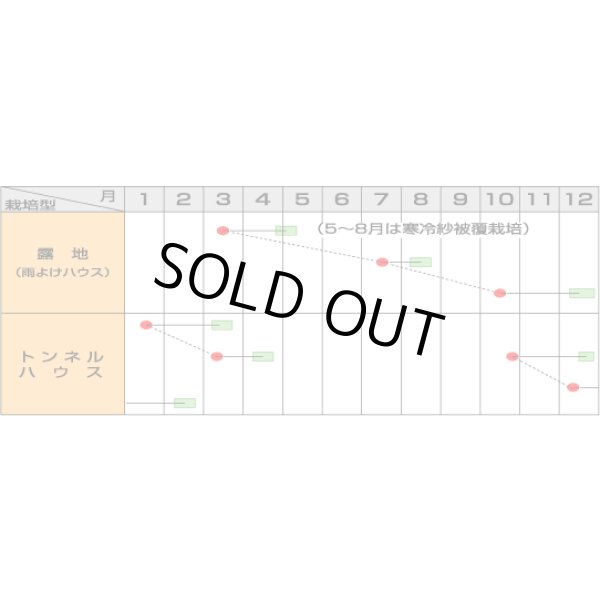 画像3: [シーダー種子]　小松菜　はっけい　1粒×5cm間隔 (3)