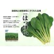 画像2: 送料無料　[小松菜]　はっけい　20ml　（株）サカタのタネ (2)