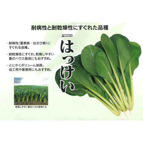 画像2: [小松菜]　はっけい　20ml　サカタ交配　 (2)