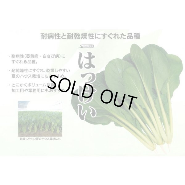 画像2: 送料無料　[小松菜]　はっけい　20ml　（株）サカタのタネ (2)