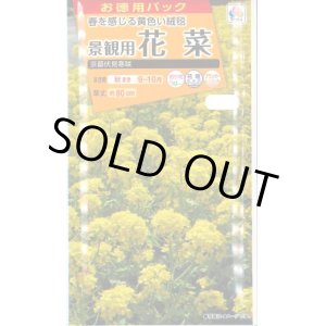 画像: 花の種　お徳用パック！ 景観用　花菜　京都伏見寒咲　20ml タキイ種苗（株）