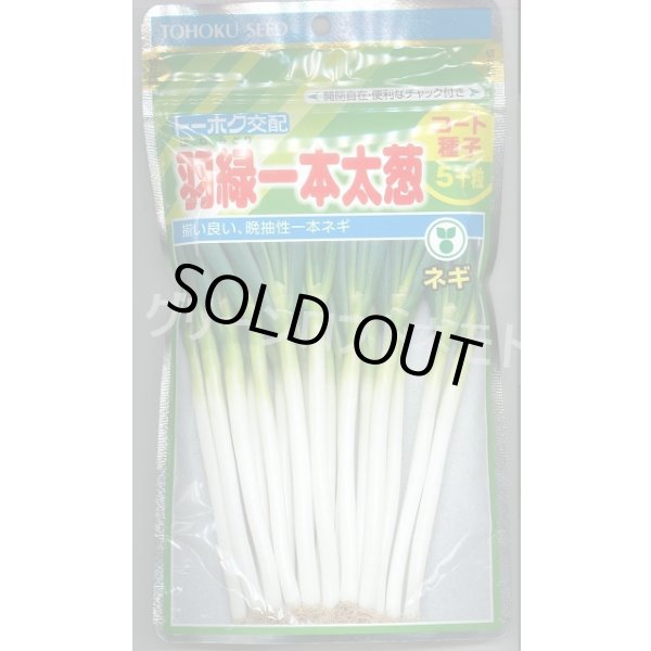 画像1: [ねぎ] 羽緑一本太葱 ペレット種子 5000粒 (株)トーホク (1)