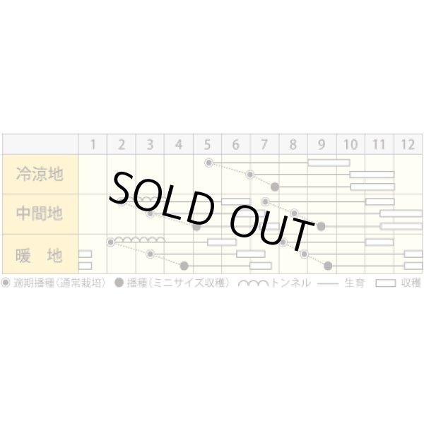 画像4: 送料無料　[人参]　クリームハーモニー　1000粒　丸種(株) (4)