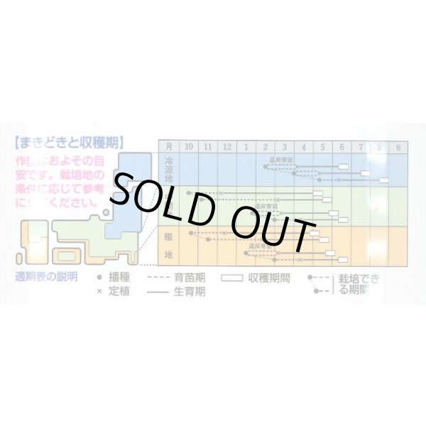 画像3: 送料無料　[キャベツ]　YR春空　1.2ml　(およそ190粒)貴種(コートしてません)　タキイ種苗(株)　DF (3)