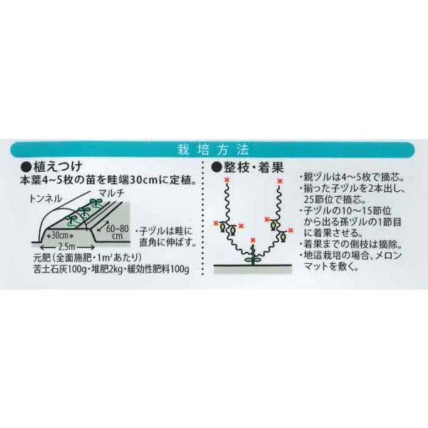 画像5: 送料無料　[メロン]　ハスキー　7粒　（株）大和農園 (5)