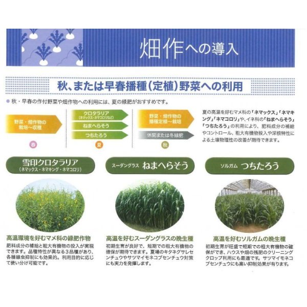 画像6: [緑肥]　クロタラリア　ネマックス　1kg　雪印種苗(株) (6)