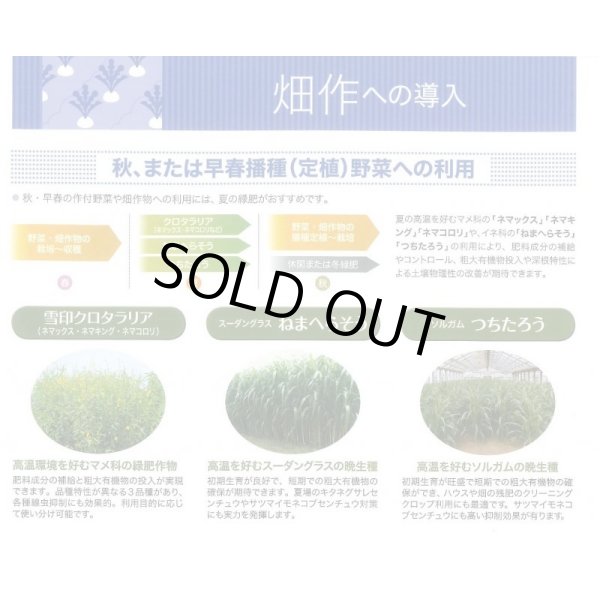 画像6: [緑肥]　クロタラリア　ネマックス　1kg　雪印種苗(株) (6)