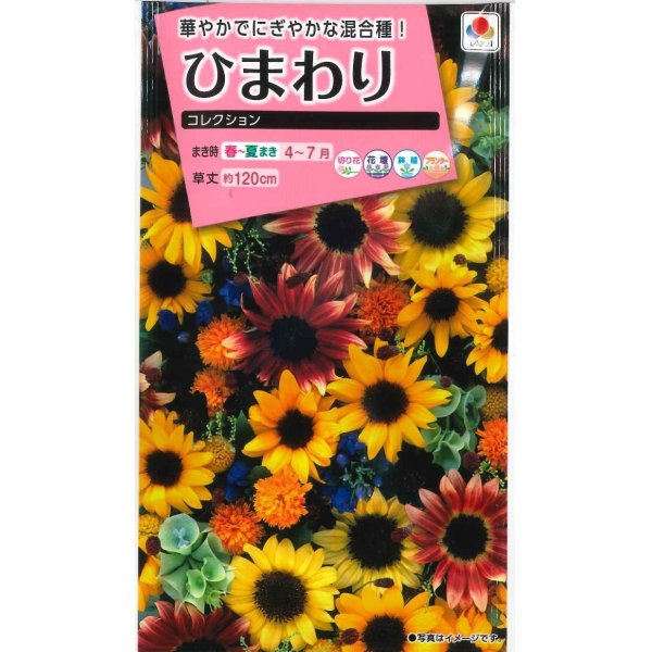画像1: 花の種　ひまわり　コレクション　小袋　タキイ種苗（株） (1)